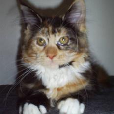 Maine Coon Abby coon's Belisha