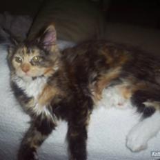 Maine Coon Abby coon's Belisha