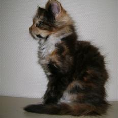 Maine Coon Abby coon's Belisha