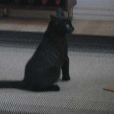 Blanding af racer Tequila<3