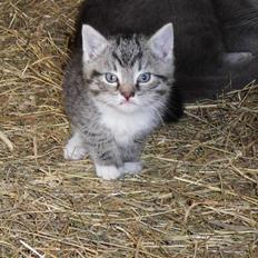 Huskat Mumle (R.I.P)