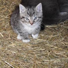 Huskat Mumle (R.I.P)
