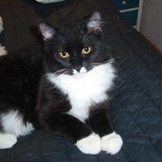 Blanding af racer Olga