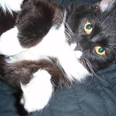 Blanding af racer Olga