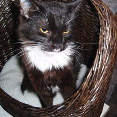 Blanding af racer Olga