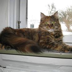Maine Coon Zafira