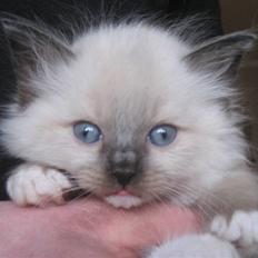 Ragdoll Snow Bear / Kenai