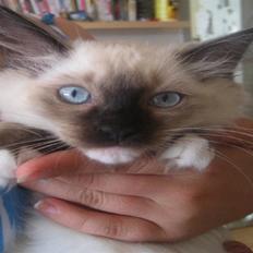 Ragdoll Snow Bear / Kenai