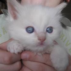 Ragdoll Ice Age / Chivas