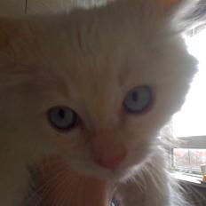 Ragdoll Ice Age / Chivas