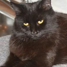 Maine Coon Maggie *Flyttet*