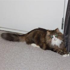 Norsk Skovkat Hr. Nilson