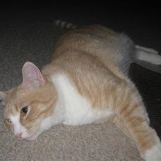 Blanding af racer Whisky