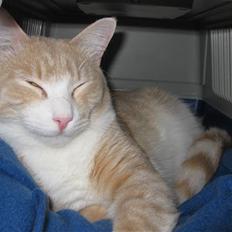 Blanding af racer Whisky