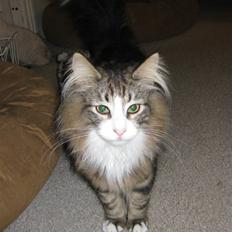 Norsk Skovkat Hr. Nilson