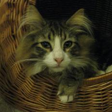 Norsk Skovkat Hr. Nilson