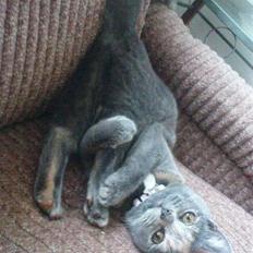 Blanding af racer Amira