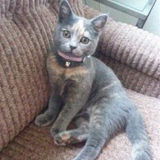 Blanding af racer Amira