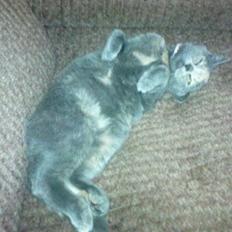 Blanding af racer Amira