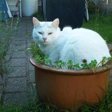 Blanding af racer Gizmo