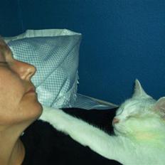 Blanding af racer Gizmo