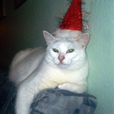 Blanding af racer Gizmo