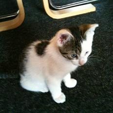 Blanding af racer *Bulldog*