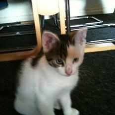 Blanding af racer *Bulldog*