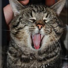 Huskat Herbie (-; <3