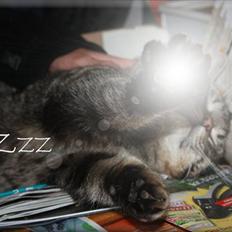 Huskat Herbie (-; <3