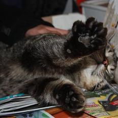 Huskat Herbie (-; <3