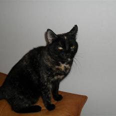 Huskat † Marie † )':