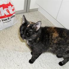 Huskat † Marie † )':