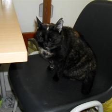 Huskat † Marie † )':