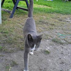 Huskat Disel(MIN SØSTERS)