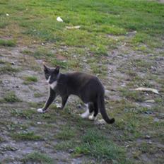 Huskat Disel(MIN SØSTERS)