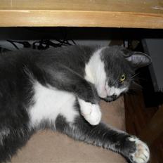 Huskat Disel(MIN SØSTERS)