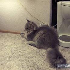 Maine Coon frøik blue bell