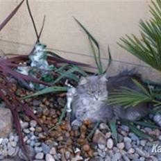 Maine Coon frøik blue bell