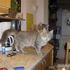 Maine Coon frøik blue bell