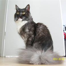 Blanding af racer Ramsay