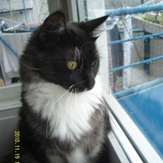 Blanding af racer Ramsay