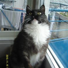 Blanding af racer Ramsay