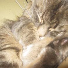 Maine Coon Ziggi  /u. stamtavle