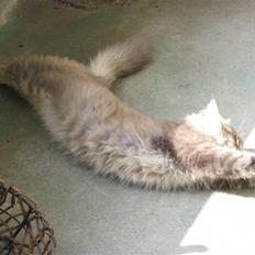 Maine Coon Ziggi  /u. stamtavle