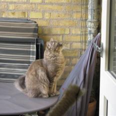 Maine Coon Ziggi  /u. stamtavle