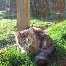 Maine Coon DK Vingsteds Nala