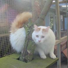 Tyrkisk Van Soyadi's Cesur Erkek