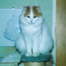 Tyrkisk Van Soyadi's Bolu