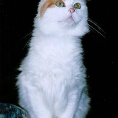 Tyrkisk Van Asturia's Nala